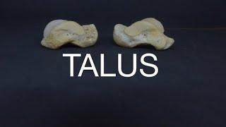 TALUS