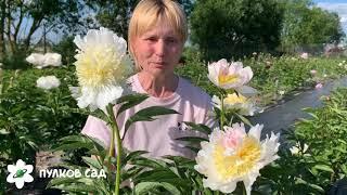 Top brass peony. Топ брасс пион. Пулков сад