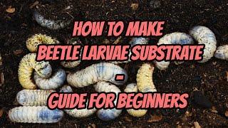 How To Make Beetle Larvae Substrate | Beginner's Guide | Pets