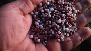 monitoreo antes de aplicar fertilizante al café