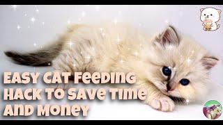 Magic Siberians - Easy Cat Feeding Hack to save Time and Money