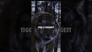 TIGER IS STRONGEST BUT ~ Lion Attitude status~ motivation whatsApp status