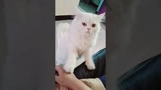#cutecat #sinchi 🫳