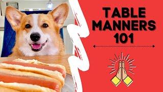 Talking Corgi says GRACE before eating! #shorts