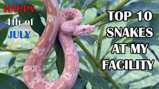 TOP 10 SNAKES AT PALUMBO's PYTHONS & BOAS