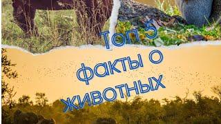 Топ 5 Фактов О Животных #животные #кролик #рыба #бегемот #слон #мирживотных