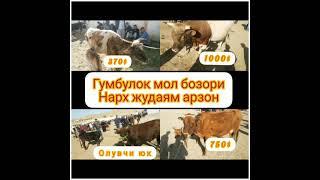 #кора_мол#нарх_жудаям арзон Гумбулок Мол бозори нархлар жуда Арзон