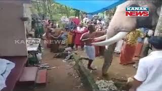 Elephant Pays Tribute To Its Mahout At His Funeral In Kerala