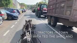 Ted vs Tractors! - Shetland Pony Meeting Agricultural Traffic