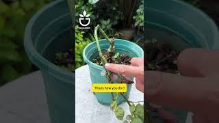 Rose branch bending method to promote budding #garden #gardentips #foryou #flowers #roses