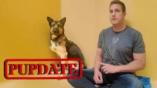 Here's what happened the German Shepherd in the Shelter for over 365 Days | Pupdate for Wang & more