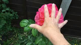 Life with Jane - Look at the lovely roses in my garden!