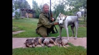 Щенки западно сибирской лайки