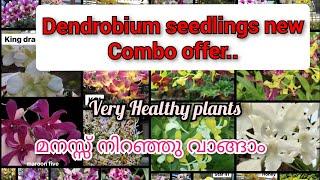 At a price you can afford ||Dendrobium seedlings new combo offer|| Normal &variety seedlings..