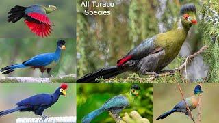 All Turaco species  / types of turaco / go away bird