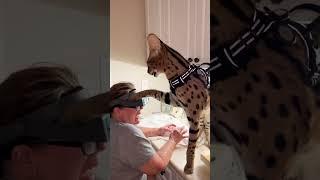 Serval Savannah Cat being trouble