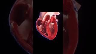 Kalp Atışı - Heartbeat