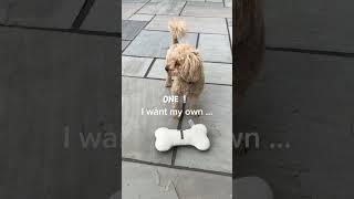 My WHOLE PLANET!  #puppy #army #toys #entertainment