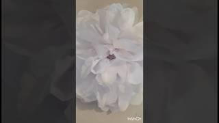 Diy tissue flower  #shorts #short #craft #aesthetic #art #trending #tissue #diy #diycrafts #new