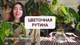 УХОД за комнатными РАСТЕНИЯМИ / ПОЛИВ, переукоренение АЛОКАЗИИ, пересадка и спасение АНТУРИУМА