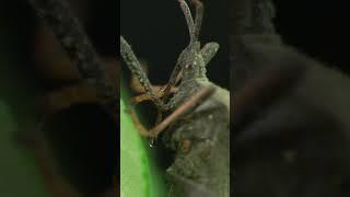 Leaf-Footed Bug Turns On Its Faucet