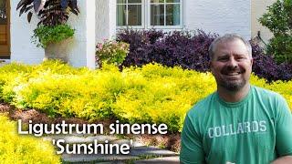 Ligustrum sinense 'Sunshine'