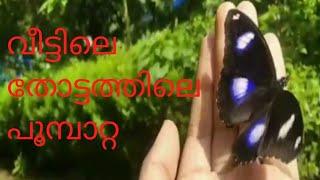 ഈ പൂമ്പാറ്റയെ കണ്ടിട്ടുണ്ടോ?.#garden  #butterfly #nature #variety #viral #viralvideo  