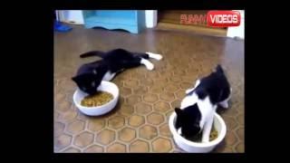 #Вот прикол!!!  Коты напились Валерьянки!!! Смешное видео про кошек#