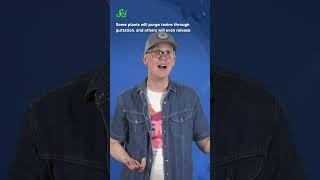 Why is my houseplant crying? #shorts #science #SciShow