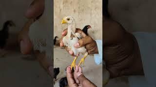 Aseel chicks #youtubeshorts #short #trendingvideo #pets #youtube #fypviralシviral #aseel #shokeen