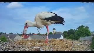 STORKLET SWALLOWED ALIVE!