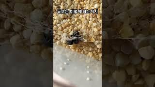 그 유명한 주홍거미의 협동사냥