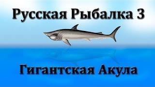 Сколько дают опыта за Гигантскую Акулу? или легкая прокачка разряда. Русская Рыбалка 3.99.Гренландия