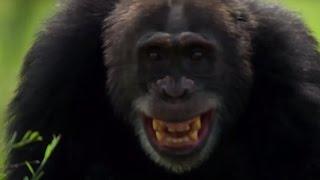 Chimpanzees Attack Young Male  | Life Story | BBC