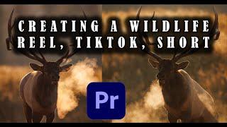 How I Make a Wildlife YouTube Short or Instagram Reel in Adobe Premiere Pro