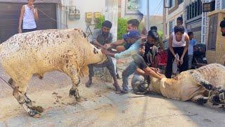 My Cow Qurbani Eid Day 2Bakra Eid Vlog