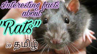 Interesting facts about Rats in tamil Mithi Facts