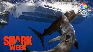 The Mother of All Makos! | Dawn of the Monster Mako | discovery+