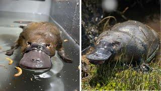 The Platypus : Nature's Most Bizarre Creation!