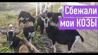 ДОМ В СЕЛЕ. КОЗЫ СБЕЖАЛИ ИЗ ДОМА. ЗАСЕЛИЛ ВСЕХ В САРАЙ. Сарай для коз. Сарай для коров.