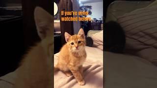 Kitten on a Croft -Intro II.  #Cute Cats and Kittens #youtube shorts #Kitty #love cats