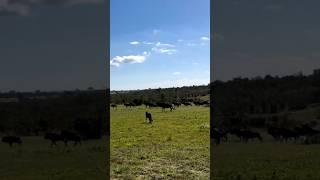 All fun and games. Male cheetah playfully gives chase to the much bigger Wildebeest  : Aidan Dunlop