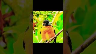 Juvenile Black-headed grosbeak ( male ) at my yard. #songbird #cardinals #cardinalidae #birds