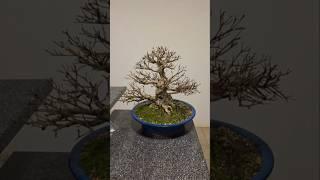 Why would I do that?#bonsai #defoliation #azalea #improving #the #structure #every #2 #or #3 #years