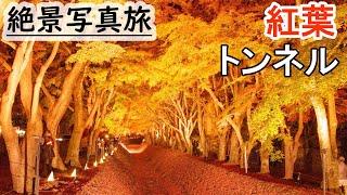 神秘の紅葉,富士河口湖もみじ回廊とある人の思い出を回想する旅,Japan Mt.Fuji Autumn Lake Fujikawaguchiko,photo walk