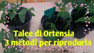 Talee ortensia - 3 metodi per riprodurle