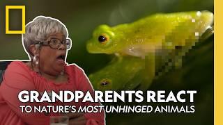 See Grandparents React to Wild Animal Mating Clips and Poop Chaos | Underdogs | Nat Geo