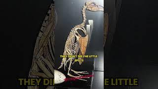 Extinction Of The Great Auk :  From Millions to None - Joe Rogan