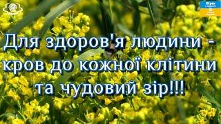 Для здоров'я людини - кров до кожної клітини та чудовий зір!!!