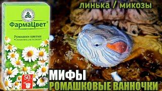 МИФЫ РОМАШКОВЫХ ВАННОЧЕК▷Линька/Микозы у красноухих черепах